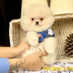 Orjinal Pomeranian Boo Yavrularımız 2