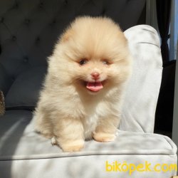 Orjinal Pomeranian Boo Yavrularımız 3