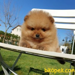 Orjinal Pomeranian Boo Yavrularımız 5