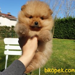 Orjinal Pomeranian Boo Yavrularımız 4