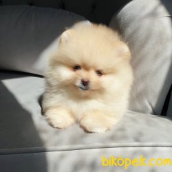 Orjinal Pomeranian Boo Yavrularımız 3