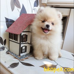 Orjinal Pomeranian Boo Yavrularımız 5