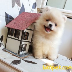 Orjinal Pomeranian Boo Yavrularımız 1