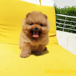 Orjinal Pomeranian Boo Yavrularımız 2