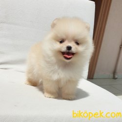 Orjinal Pomeranian Boo Yavrularımız 4