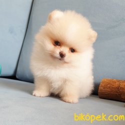 Orjinal Pomeranian Boo Yavrularımız 3