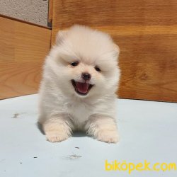 Orjinal Pomeranian Boo Yavrularımız 2