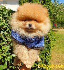 Orjinal Pomeranian Boo Yavrularımız 4