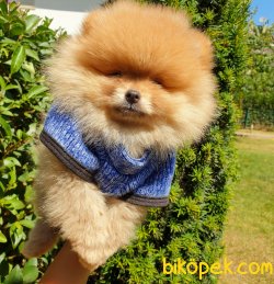 Orjinal Pomeranian Boo Yavrularımız 5