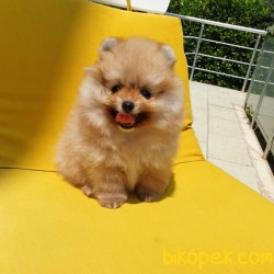 Orjinal Pomeranian Boo Yavrularımız 1
