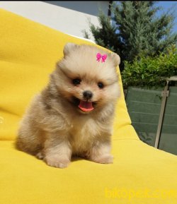 Orjinal Pomeranian Boo Yavrularımız 3