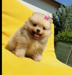 Orjinal Pomeranian Boo Yavrularımız 2