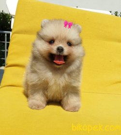 Orjinal Pomeranian Boo Yavrularımız 1