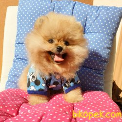 Orjinal Pomeranian Boo Yavrularımız 4