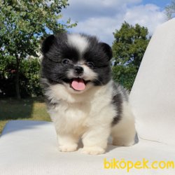 Orjinal Pomeranian Boo Yavrularımız 1