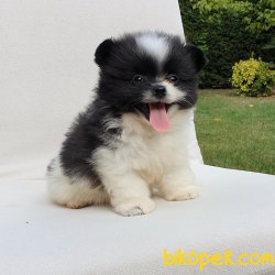 Orjinal Pomeranian Boo Yavrularımız 3