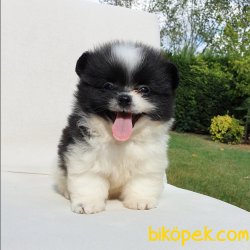 Orjinal Pomeranian Boo Yavrularımız 5