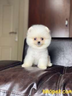 Orjinal Pomeranian Boo Yavrularımız 5