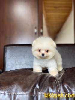Orjinal Pomeranian Boo Yavrularımız 2