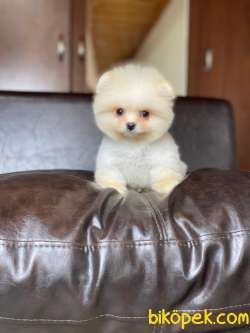 Orjinal Pomeranian Boo Yavrularımız 4
