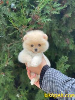 Orjinal Pomeranian Boo Yavrularımız 3