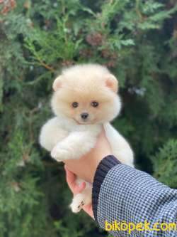 Orjinal Pomeranian Boo Yavrularımız 1