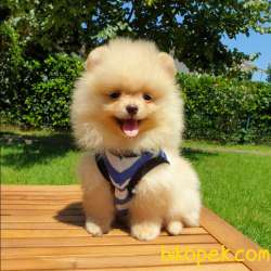 Orjinal Pomeranian Boo Yavrularımız 2