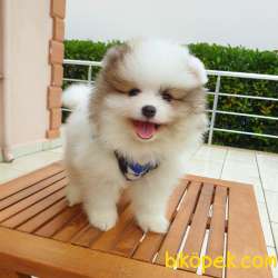 Orjinal Pomeranian Boo Yavrularımız 5
