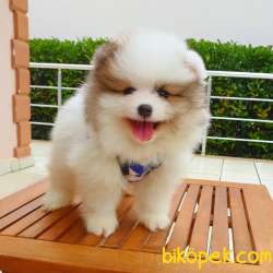Orjinal Pomeranian Boo Yavrularımız 3