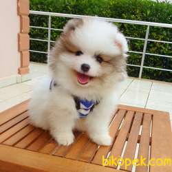 Orjinal Pomeranian Boo Yavrularımız 4