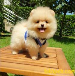 Orjinal Pomeranian Boo Yavrularımız 1