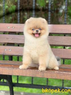 6 Aylık Scr Li Orjinal Pomeranian  Boo Yavrumuz 3