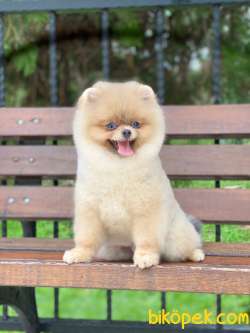 6 Aylık Scr Li Orjinal Pomeranian  Boo Yavrumuz 1