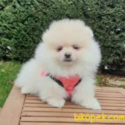 Orjinal Pomeranian Boo Yavrularımız 3