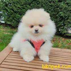 Orjinal Pomeranian Boo Yavrularımız 1