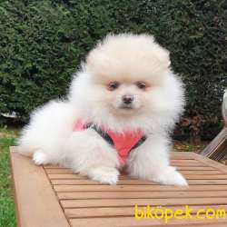 Orjinal Pomeranian Boo Yavrularımız 2