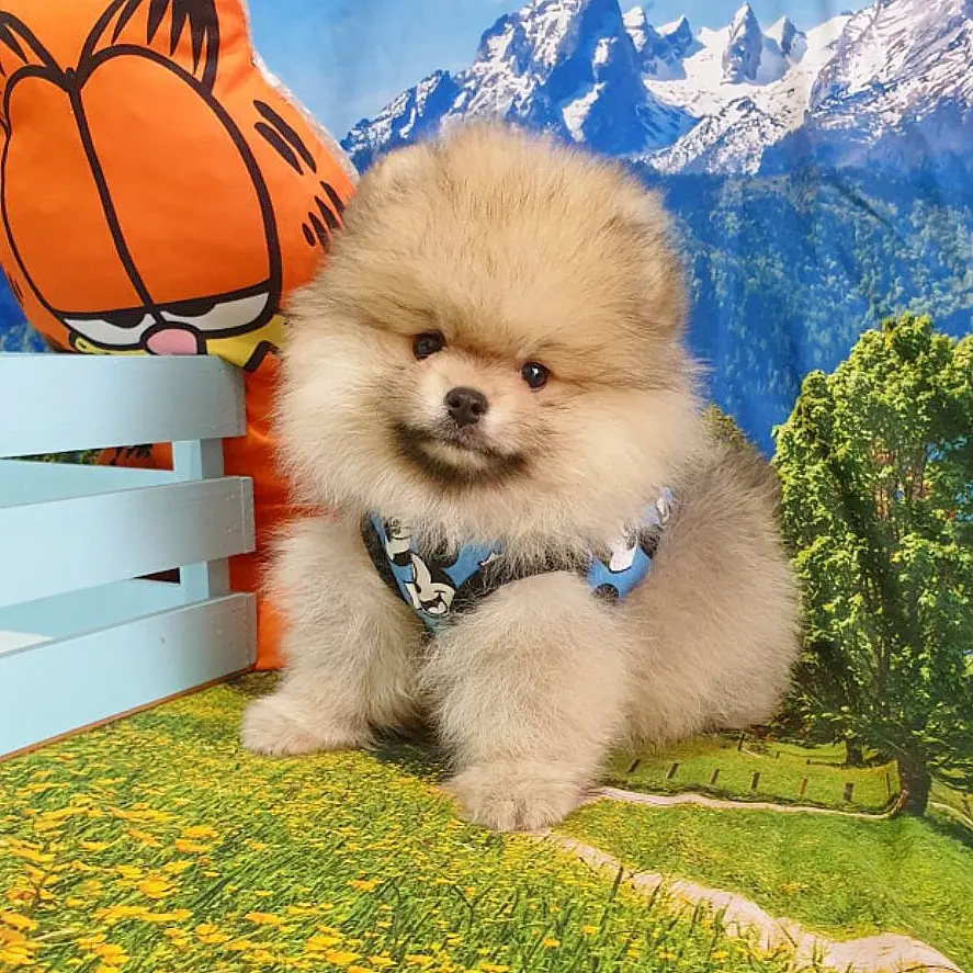 Orjinal Pomeranian Boo Yavrularımız 1