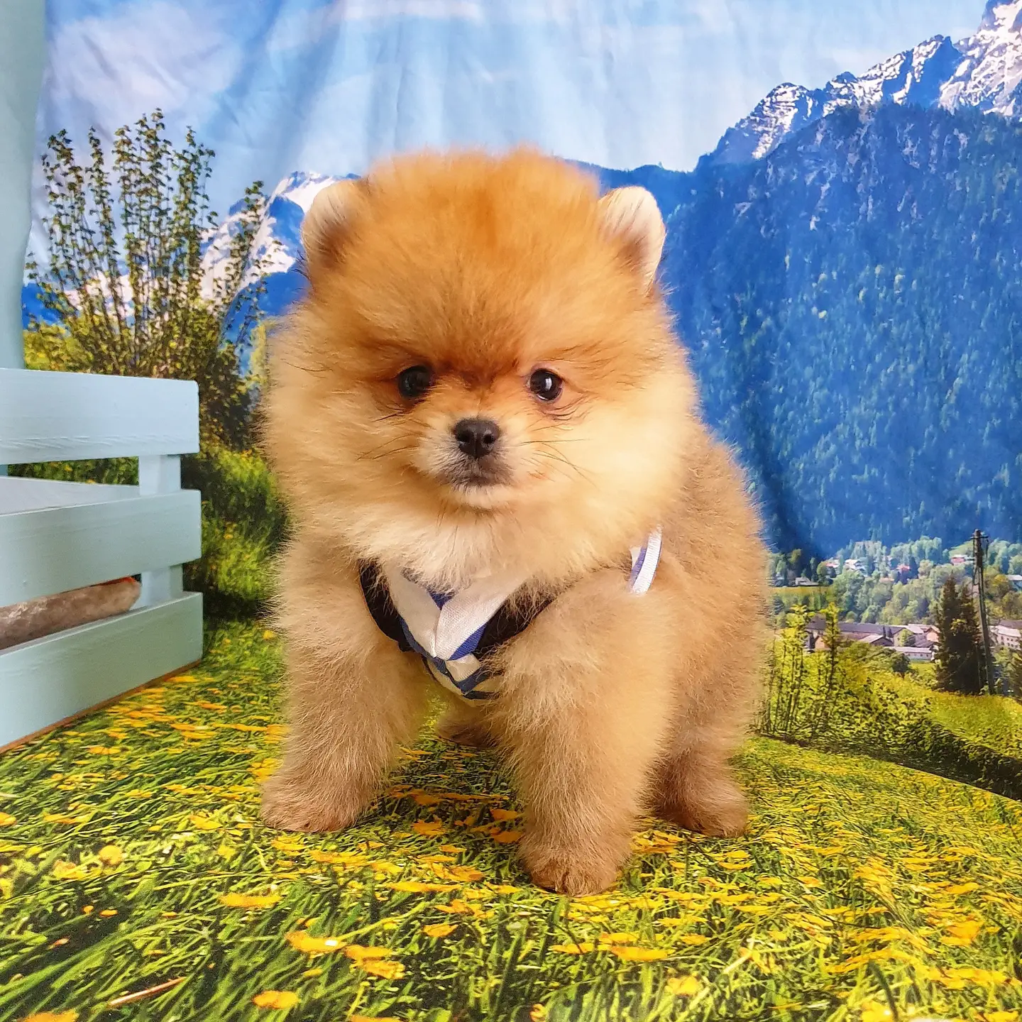 Orjinal Pomeranian Boo Yavrularımız 5