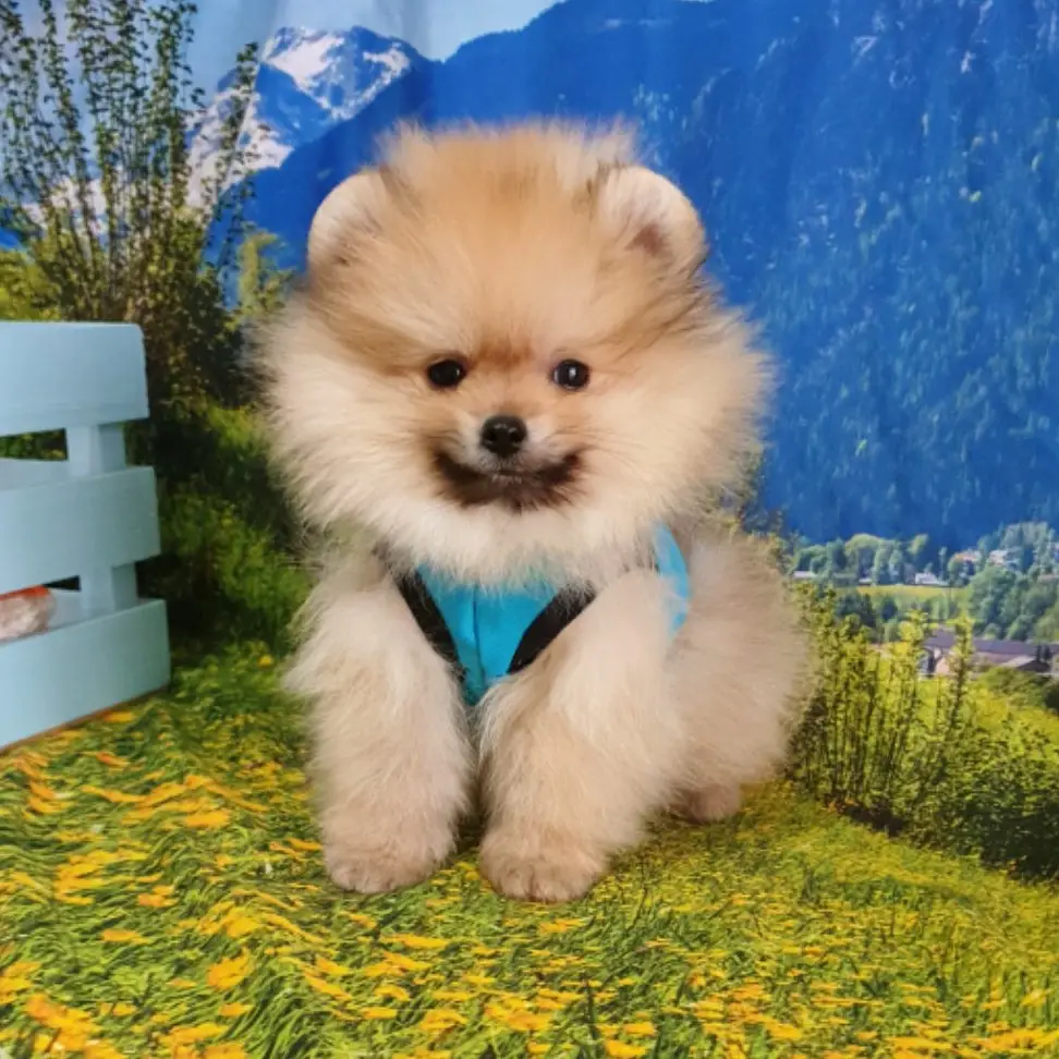 Orjinal Pomeranian Boo Yavrularımız 3