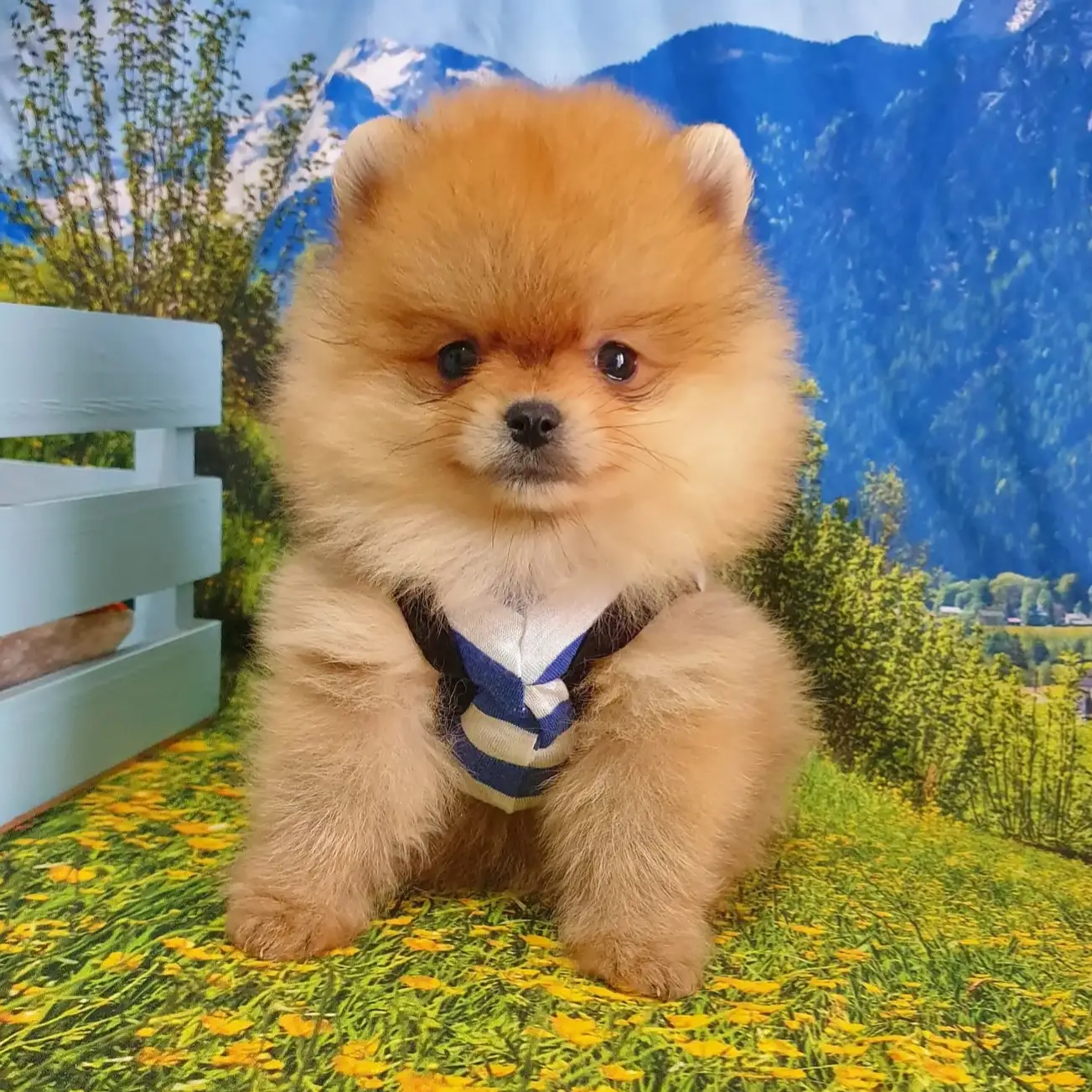 Orjinal Pomeranian Boo Yavrularımız 1