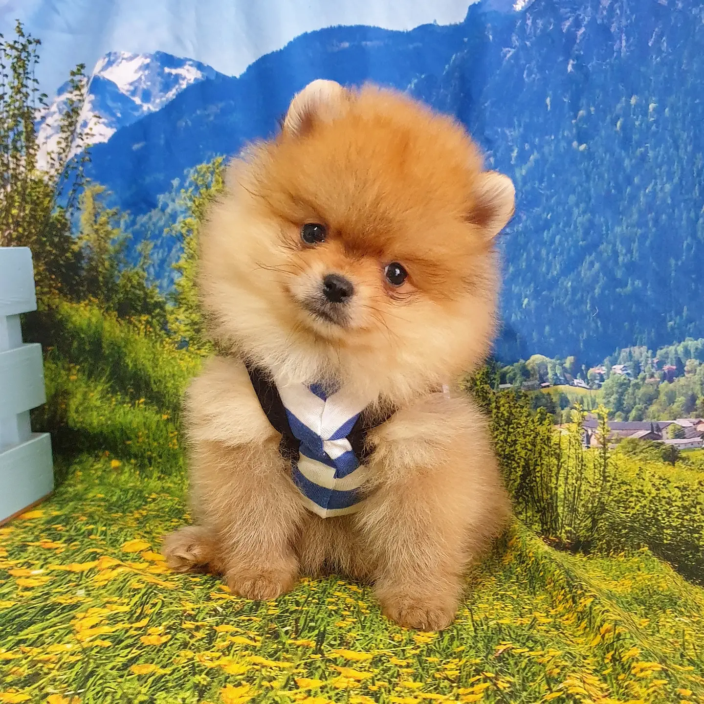 Orjinal Pomeranian Boo Yavrularımız 4