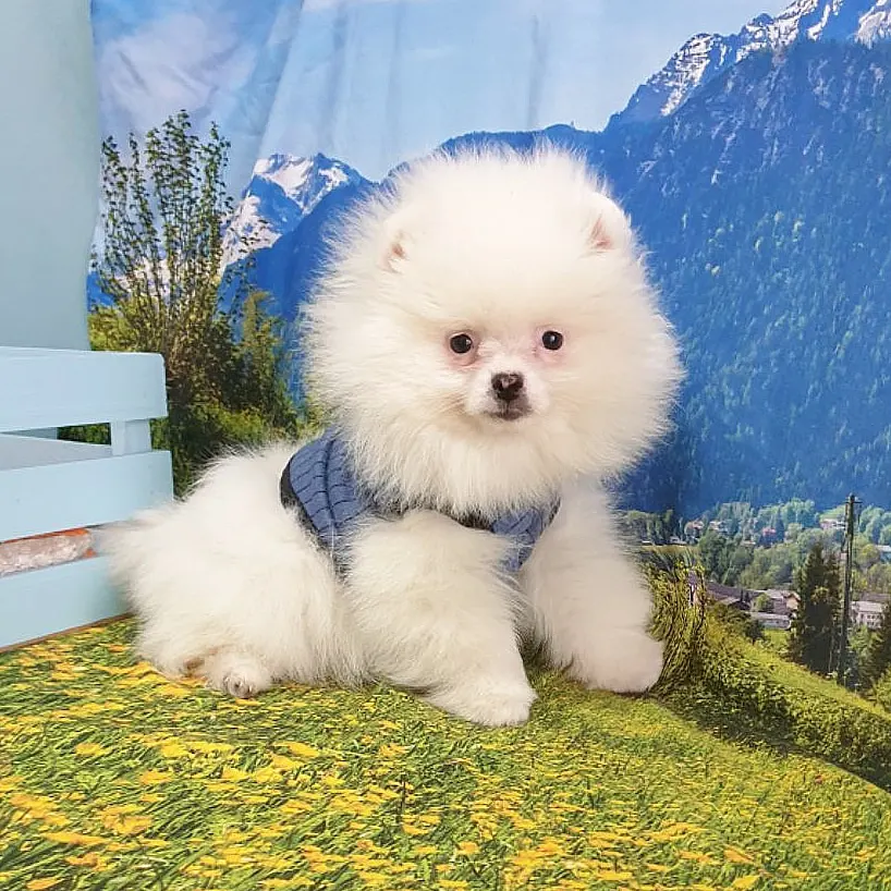 Orjinal Pomeranian Boo Yavrularımız 2