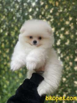 Orjinal Pomeranian Boo Yavrularımız 2