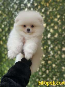 Orjinal Pomeranian Boo Yavrularımız 4