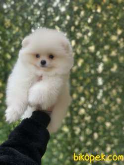 Orjinal Pomeranian Boo Yavrularımız 3