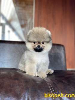 Orjinal Pomeranian Boo Yavrumuz 5