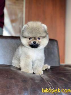 Orjinal Pomeranian Boo Yavrumuz 4