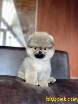 Orjinal Pomeranian Boo Yavrumuz 3
