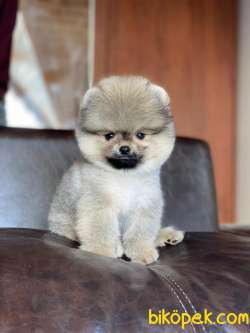 Orjinal Pomeranian Boo Yavrumuz 1