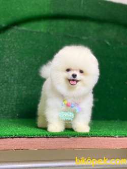 Orjinal Pomeranian Boo Yavrumuz